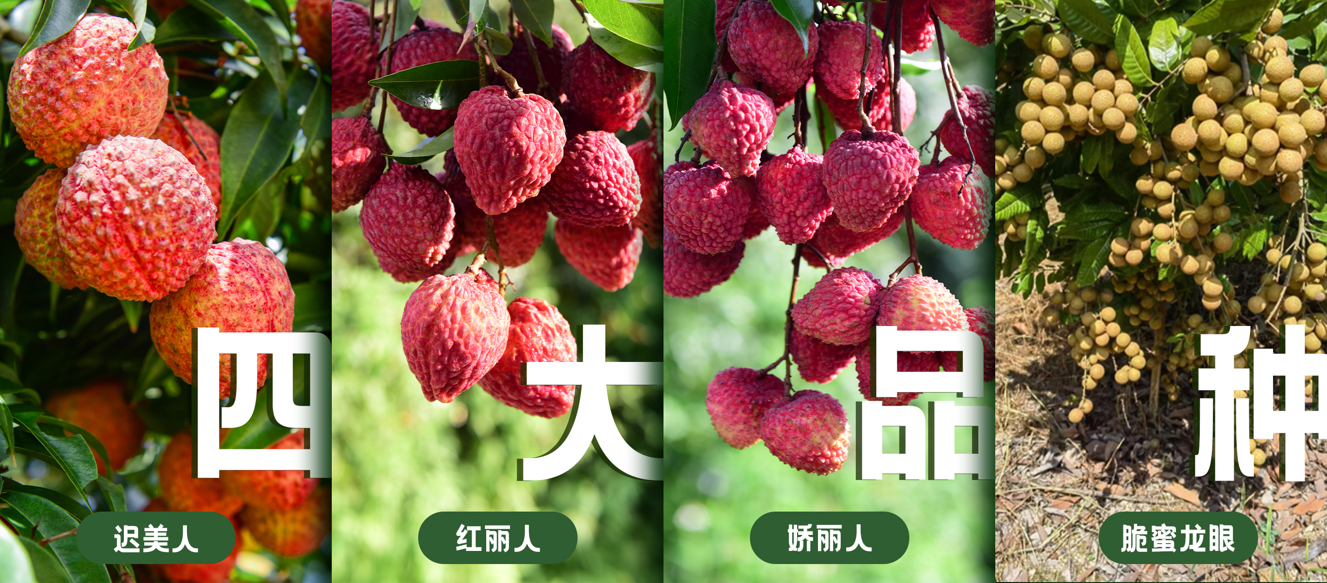 四大品质